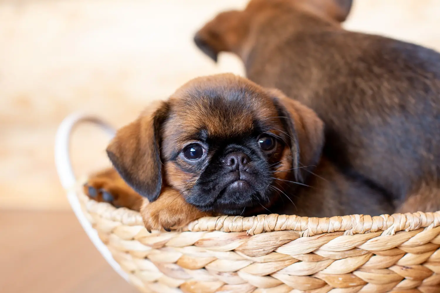 Buying a Petit Brabançon puppy means taking responsibility! Buy Petit Brabançon puppies.