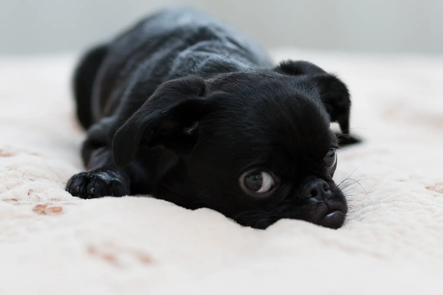 Buying a Petit Brabançon puppy means taking responsibility! Buy Petit Brabançon puppies.