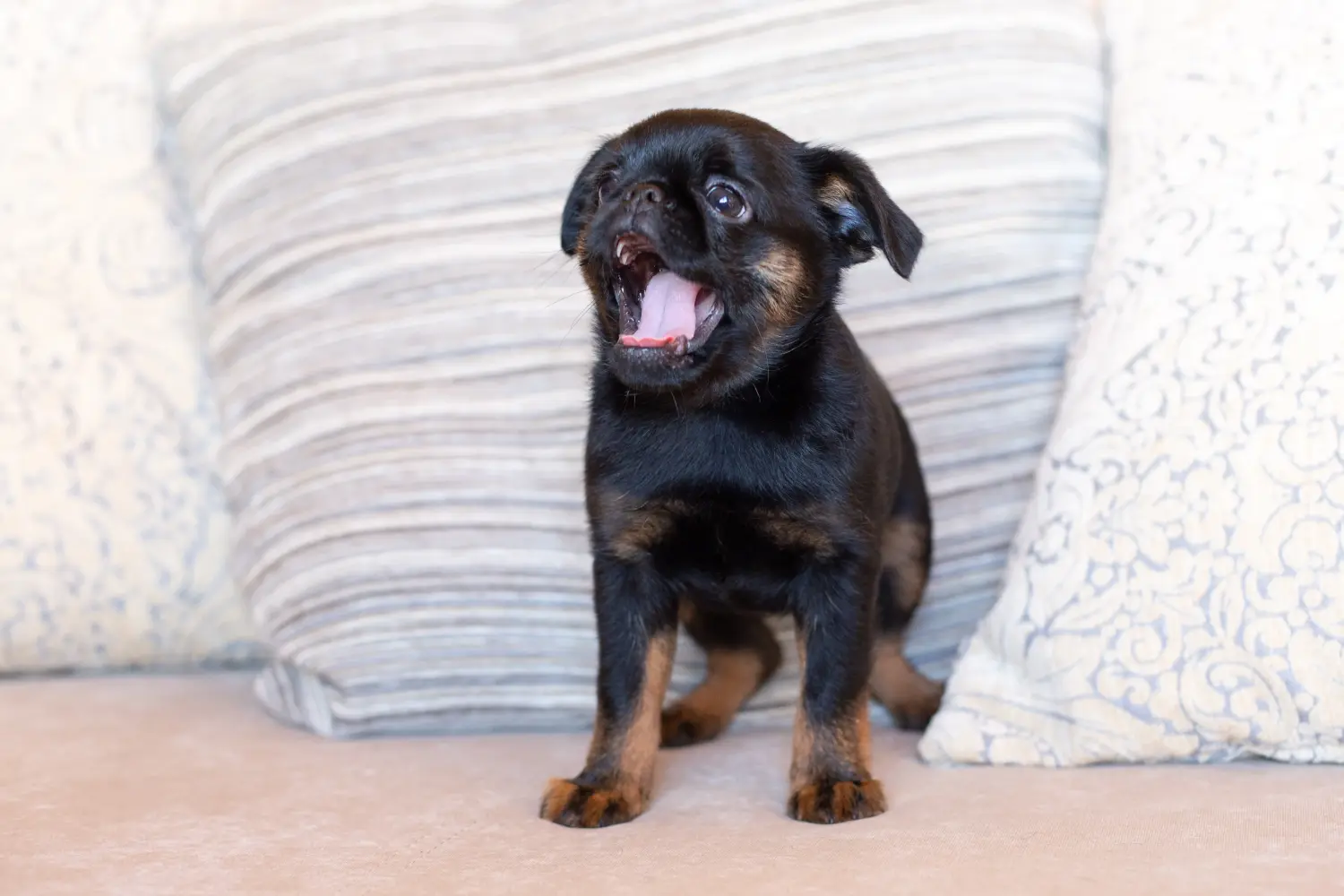Buying a Petit Brabançon puppy means taking responsibility! Buy Petit Brabançon puppies.