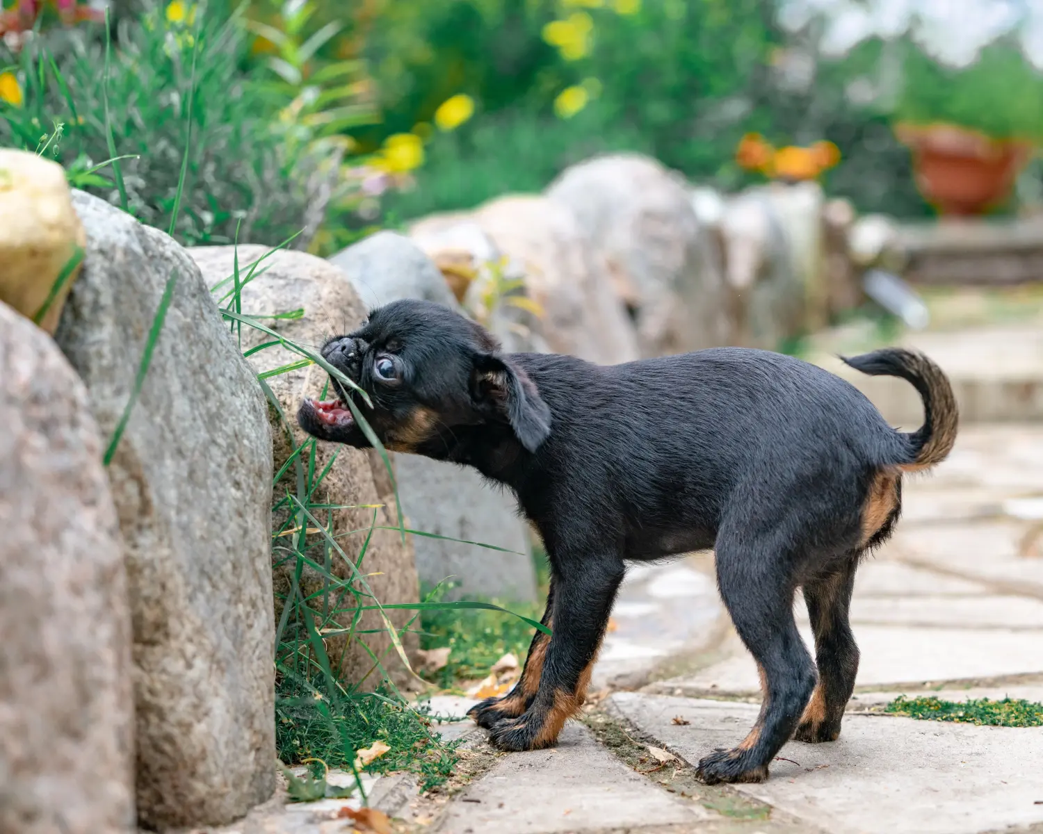 Buying a Petit Brabançon puppy means taking responsibility! Buy Petit Brabançon puppies.