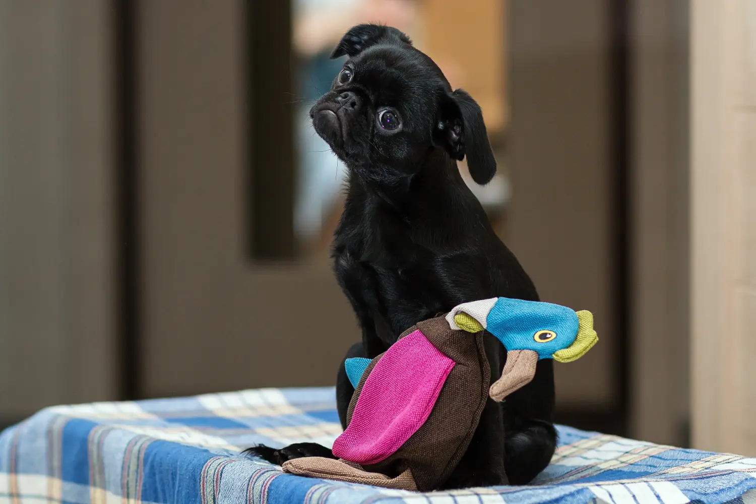 Buying a Petit Brabançon puppy means taking responsibility! Buy Petit Brabançon puppies.