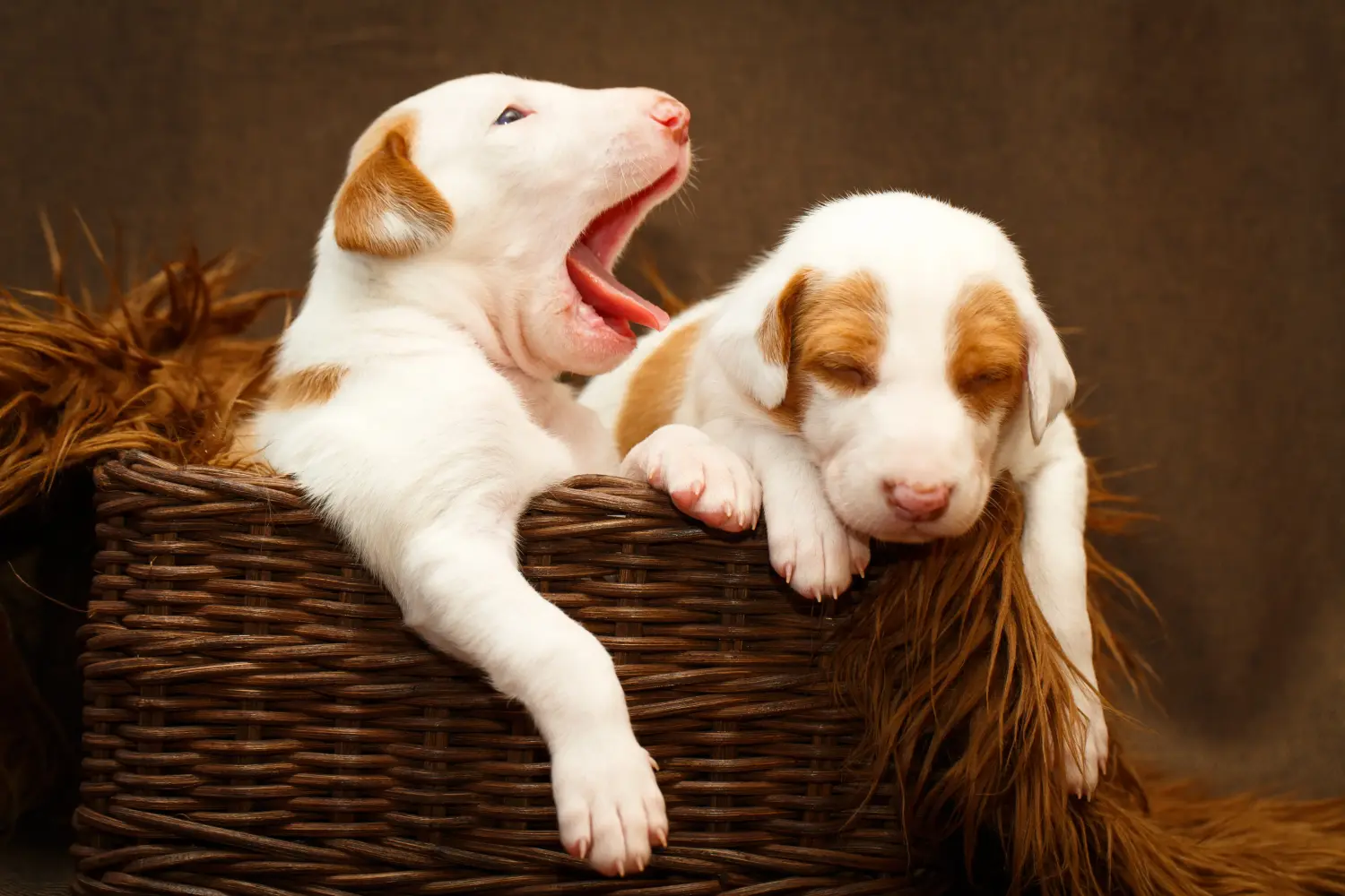 Buying a Podenco puppy means taking responsibility! Buy Podenco puppies.
