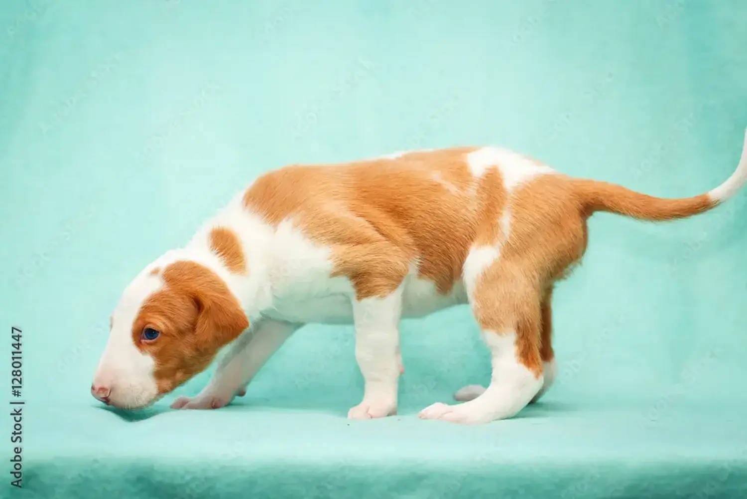 Buying a Podenco puppy means taking responsibility! Buy Podenco puppies.