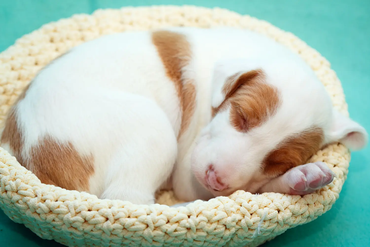 Buying a Podenco puppy means taking responsibility! Buy Podenco puppies.