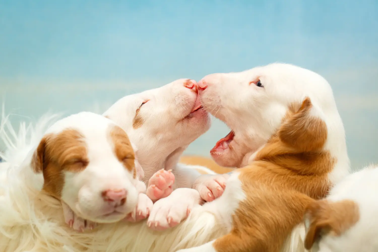 Buying a Podenco puppy means taking responsibility! Buy Podenco puppies.