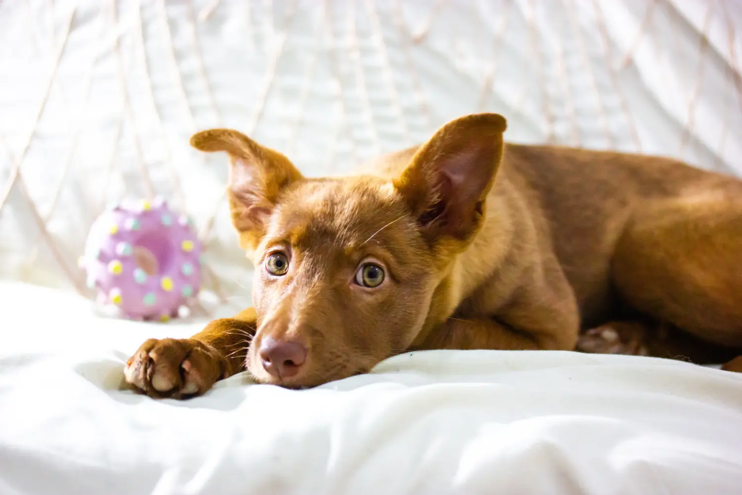 Buying a Podenco puppy means taking responsibility! Buy Podenco puppies.