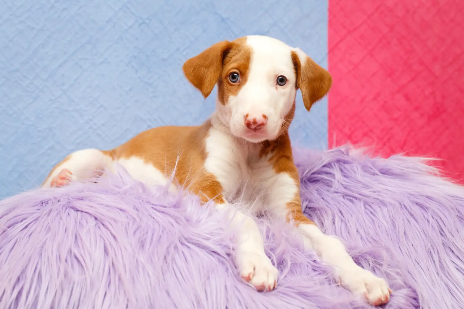 Buying a Podenco puppy means taking responsibility! Buy Podenco puppies.