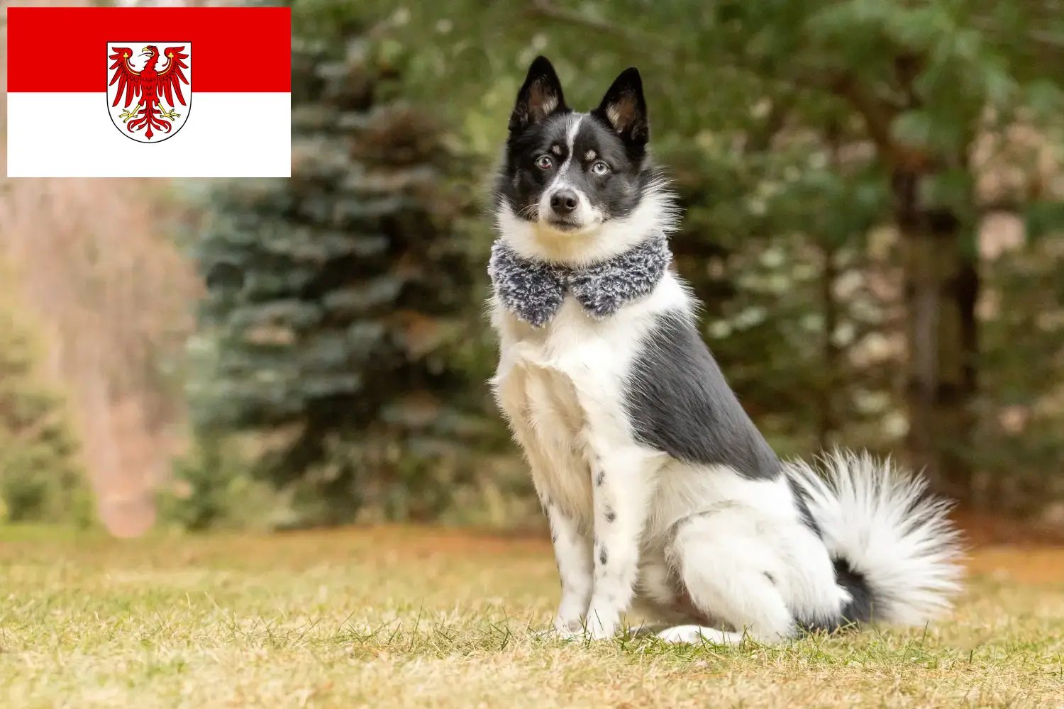 Pomsky puppies and breeders Brandenburg Here you can find Pomsky breeders in Brandenburg.