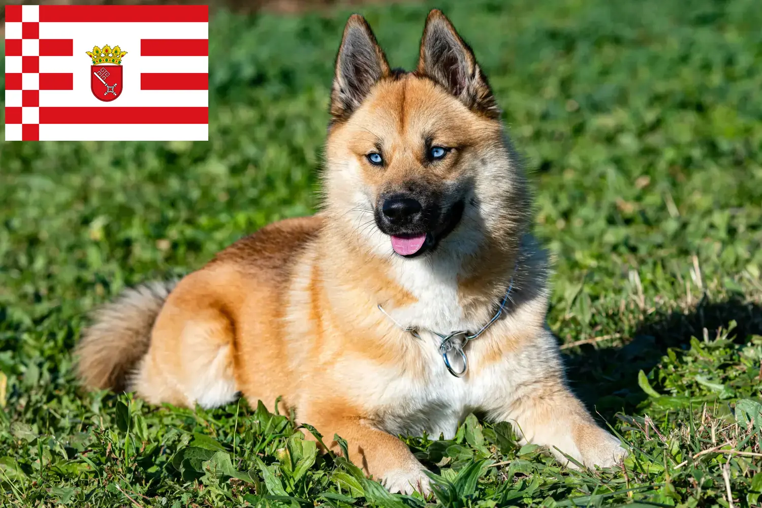 Pomsky puppies and breeders Bremen Here you can find Pomskys breeders in Bremen.