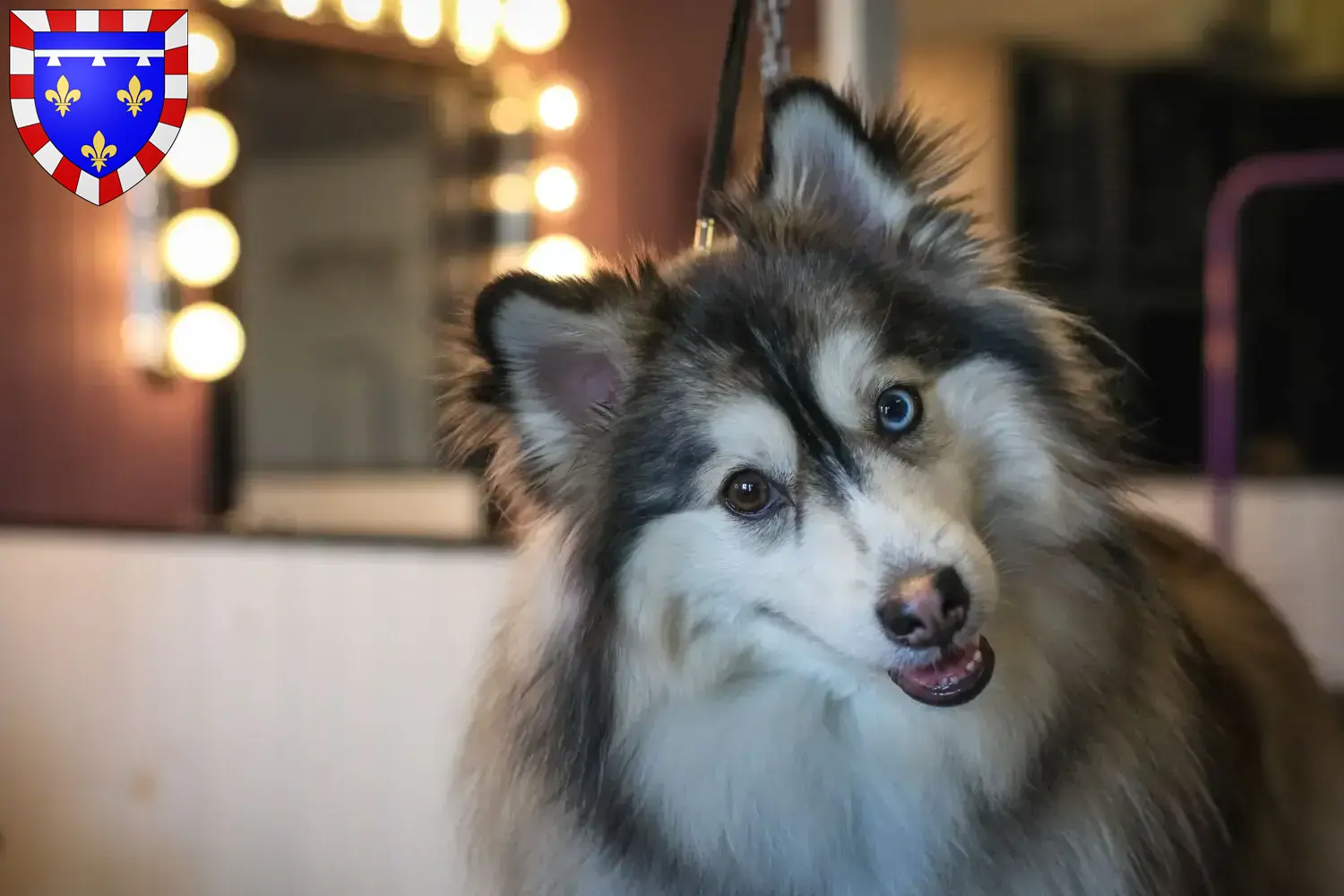 Pomsky puppies and breeders Centre-Val de Loire Here you can find Pomsky's breeders in Centre-Val de Loire.