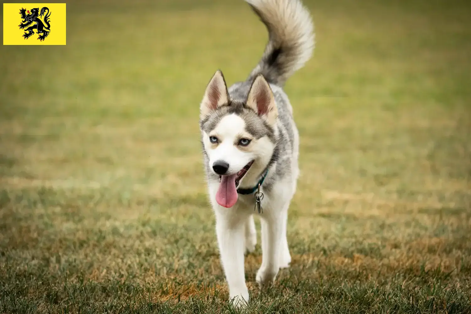 Pomsky puppies and breeders Flanders Here you can find Pomsky breeders in Flanders.