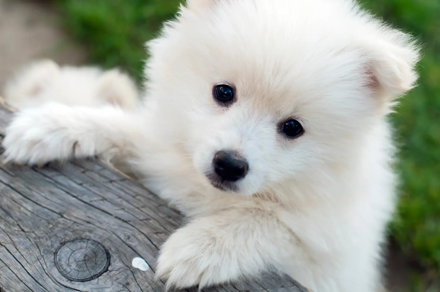 Buying a Pomsky puppy means taking responsibility! Buy Pomsky puppies.
