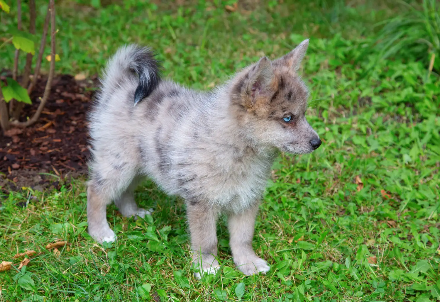 Buying a Pomsky puppy means taking responsibility! Buy Pomsky puppies.