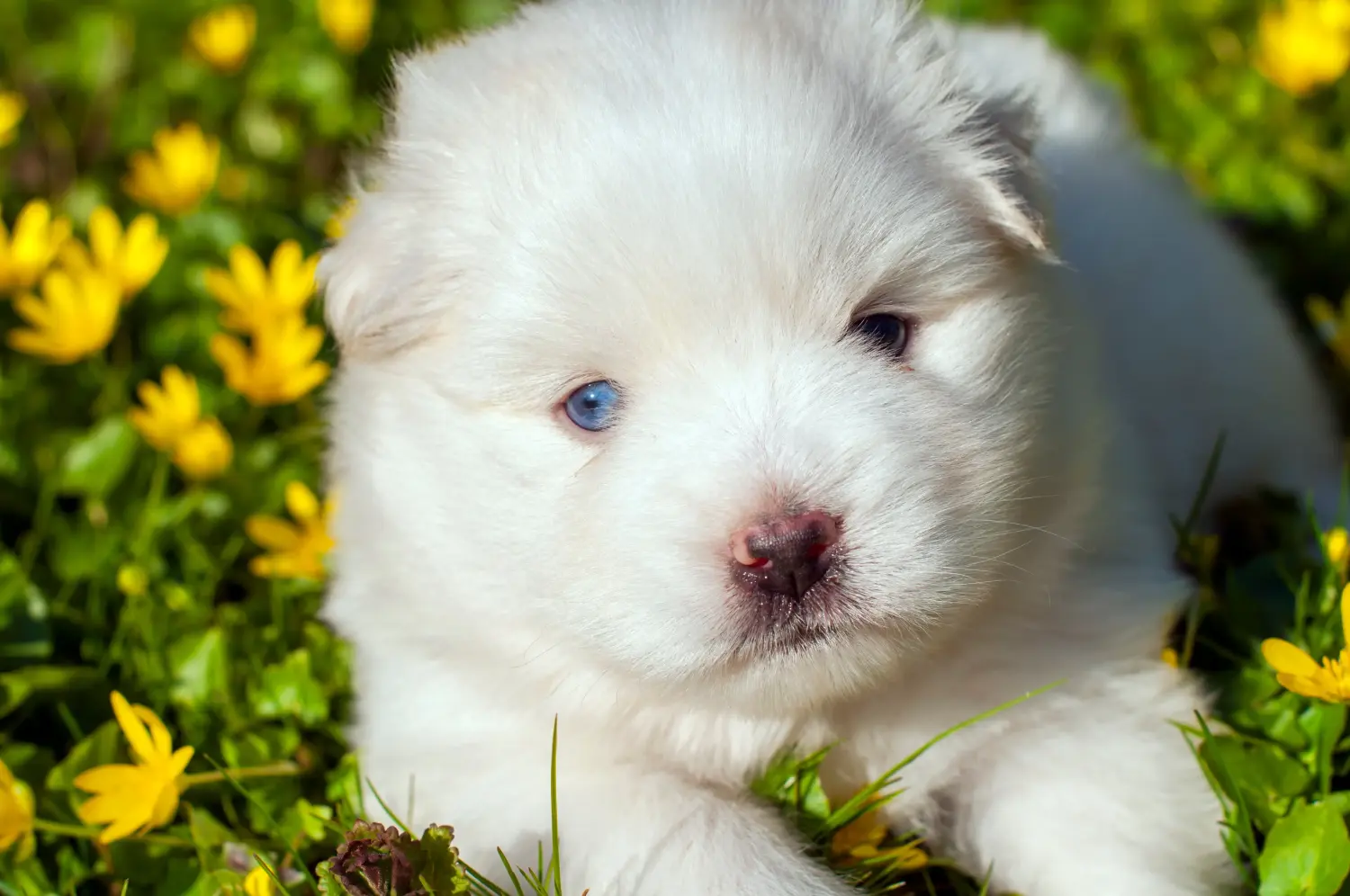 Buying a Pomsky puppy means taking responsibility! Buy Pomsky puppies.