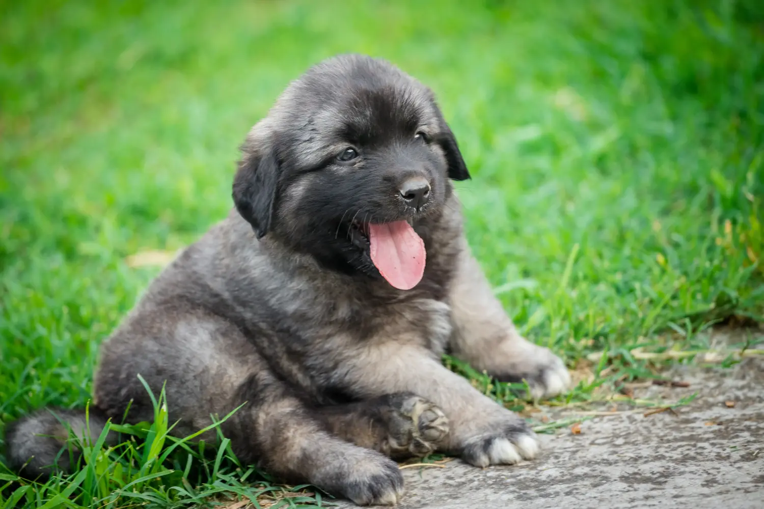 Buying a Šarplaninac puppy means taking responsibility! Buy Šarplaninac puppies.