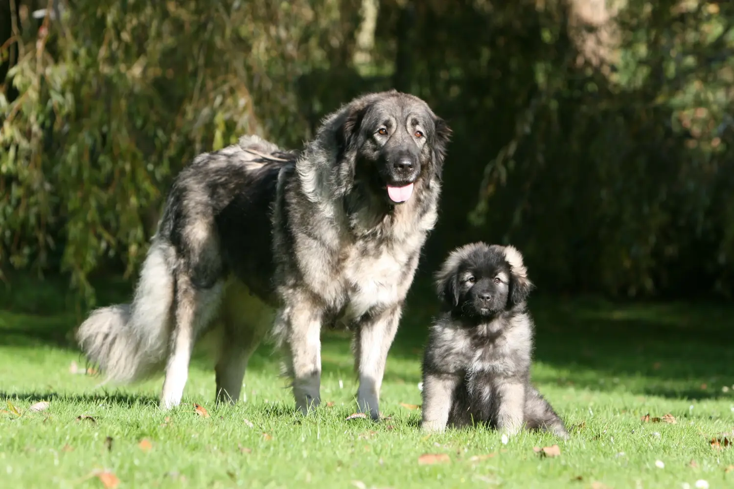 Buying a Šarplaninac puppy means taking responsibility! Buy Šarplaninac puppies.