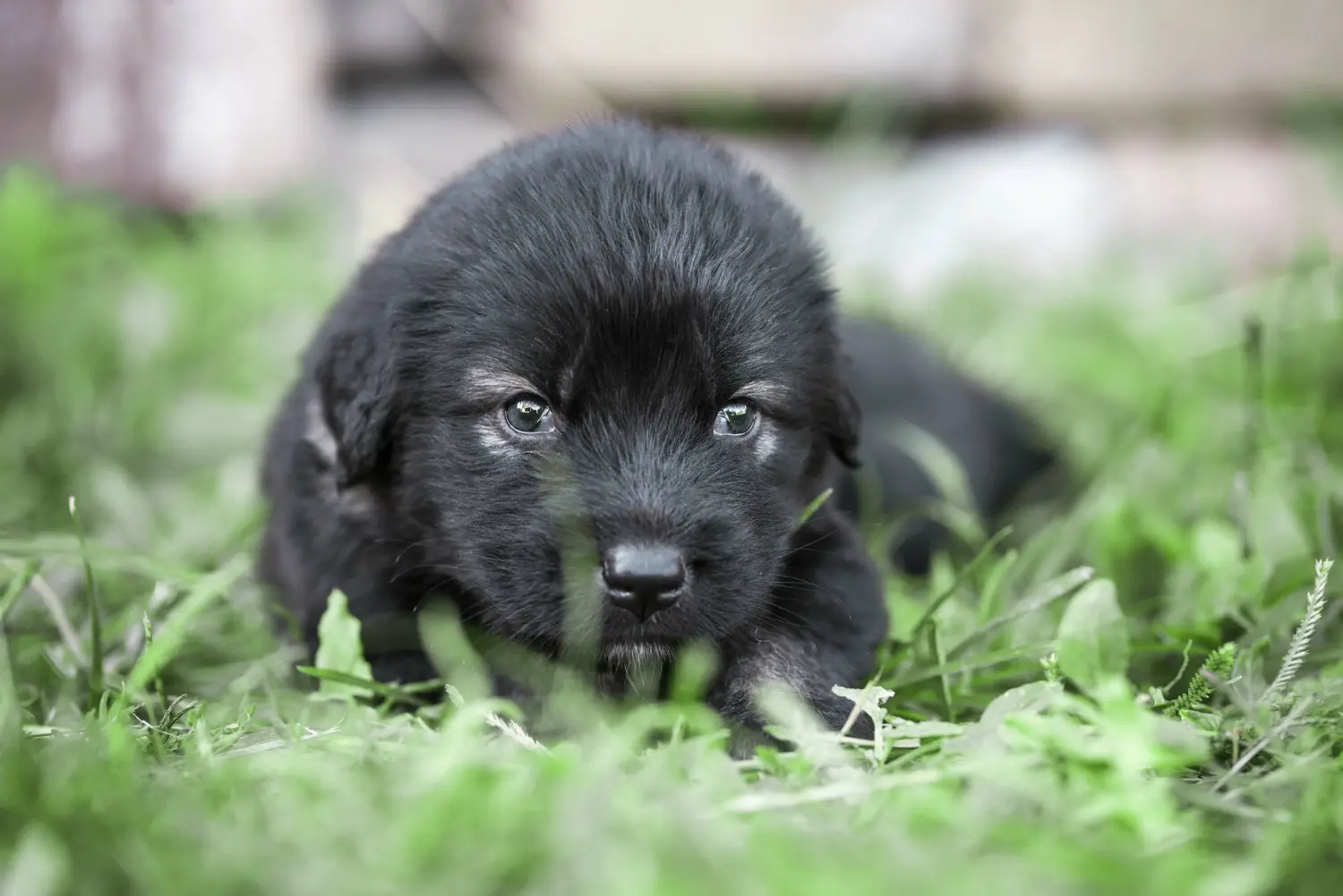 Buying a Šarplaninac puppy means taking responsibility! Buy Šarplaninac puppies.