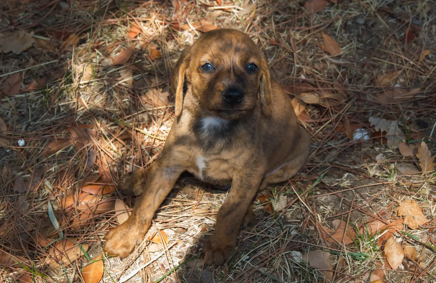 Buying a Segugio Maremmano puppy means taking responsibility! Buy Segugio Maremmano puppies.