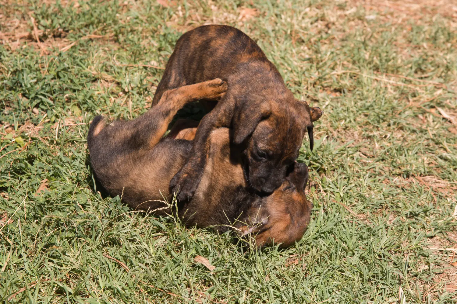 Buying a Segugio Maremmano puppy means taking responsibility! Buy Segugio Maremmano puppies.
