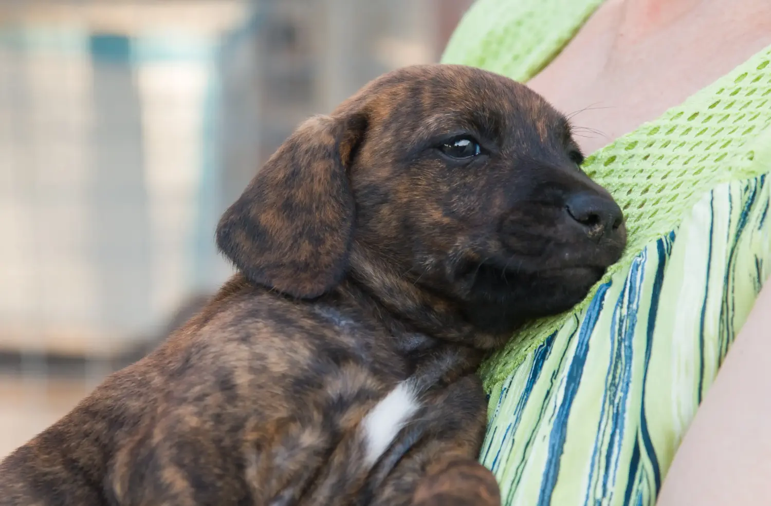 Buying a Segugio Maremmano puppy means taking responsibility! Buy Segugio Maremmano puppies.