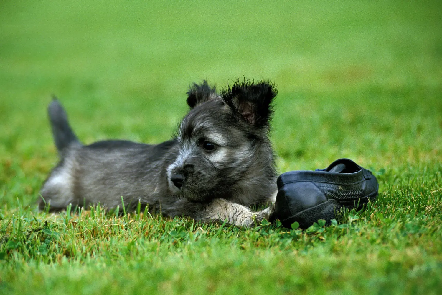 Buying a Skye Terrier puppy means taking responsibility! Buy Skye Terrier puppies.
