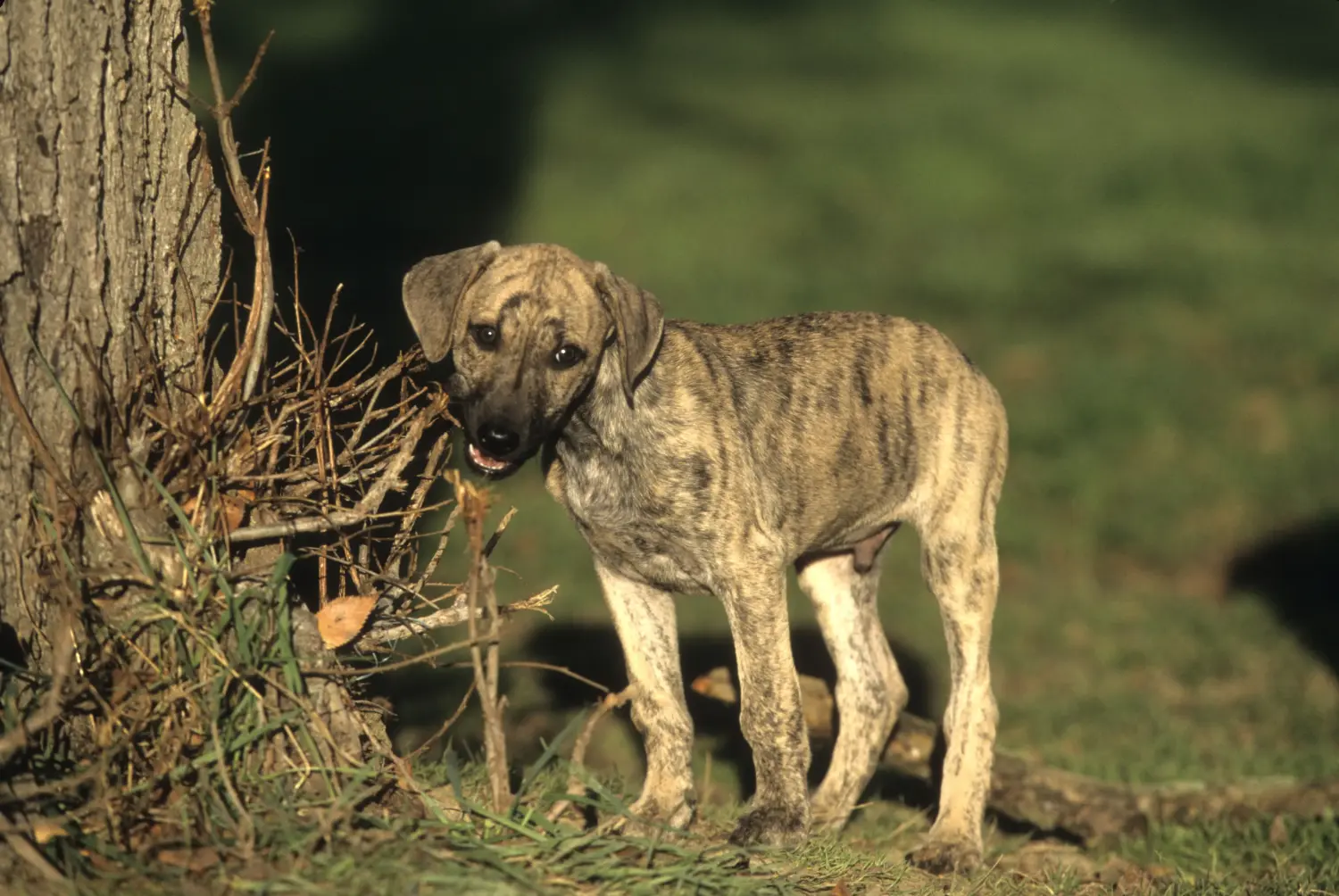 Buying a Sloughi puppy means taking responsibility! Buy Sloughi puppies.