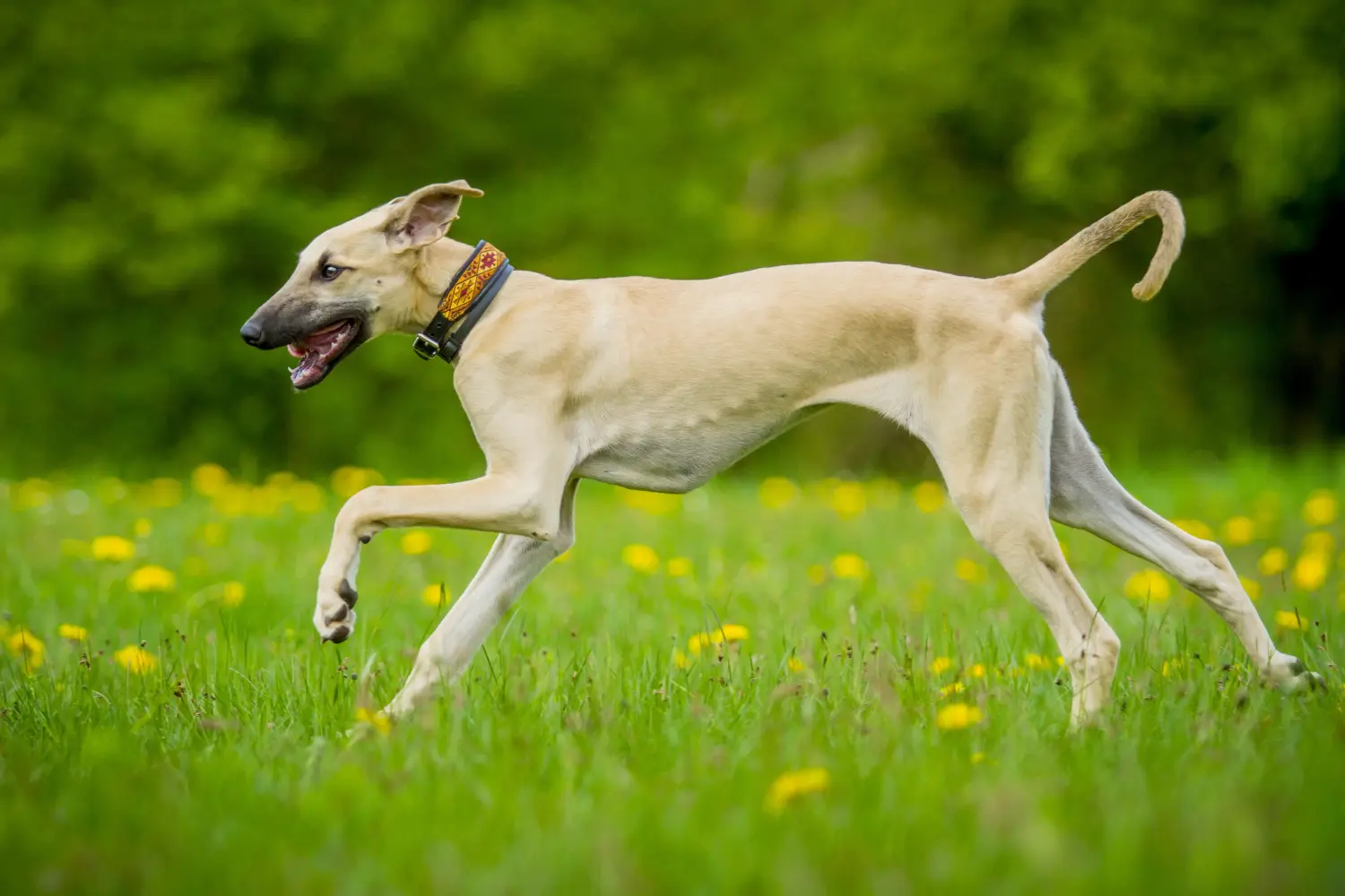 Buying a Sloughi puppy means taking responsibility! Buy Sloughi puppies.