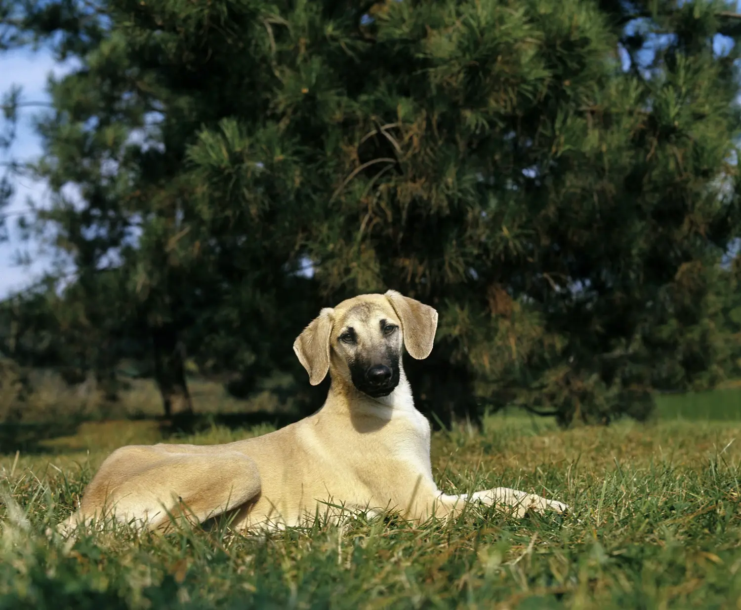 Buying a Sloughi puppy means taking responsibility! Buy Sloughi puppies.