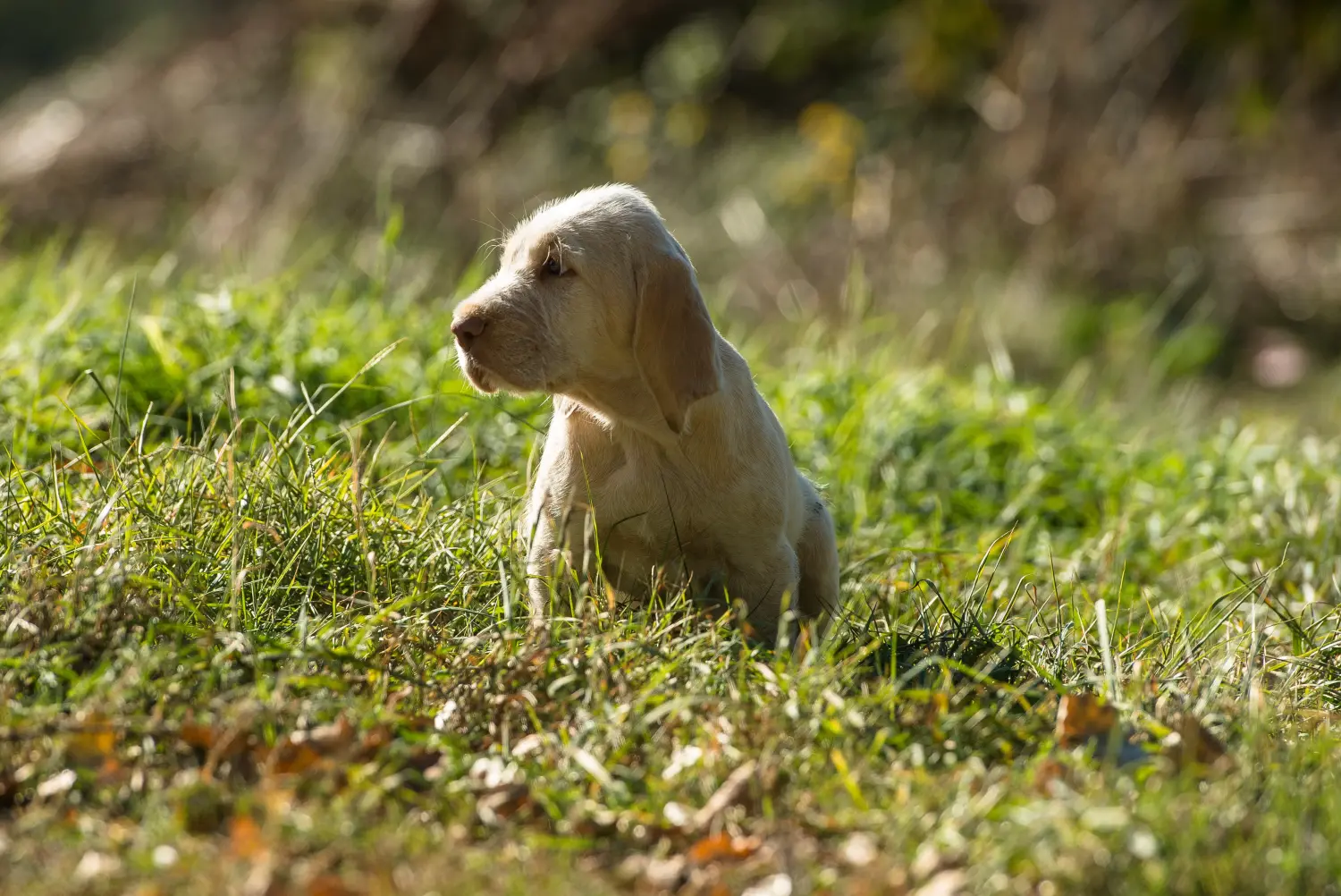 Buying a Spinone Italiano puppy means taking responsibility! Buy Spinone Italiano puppies.