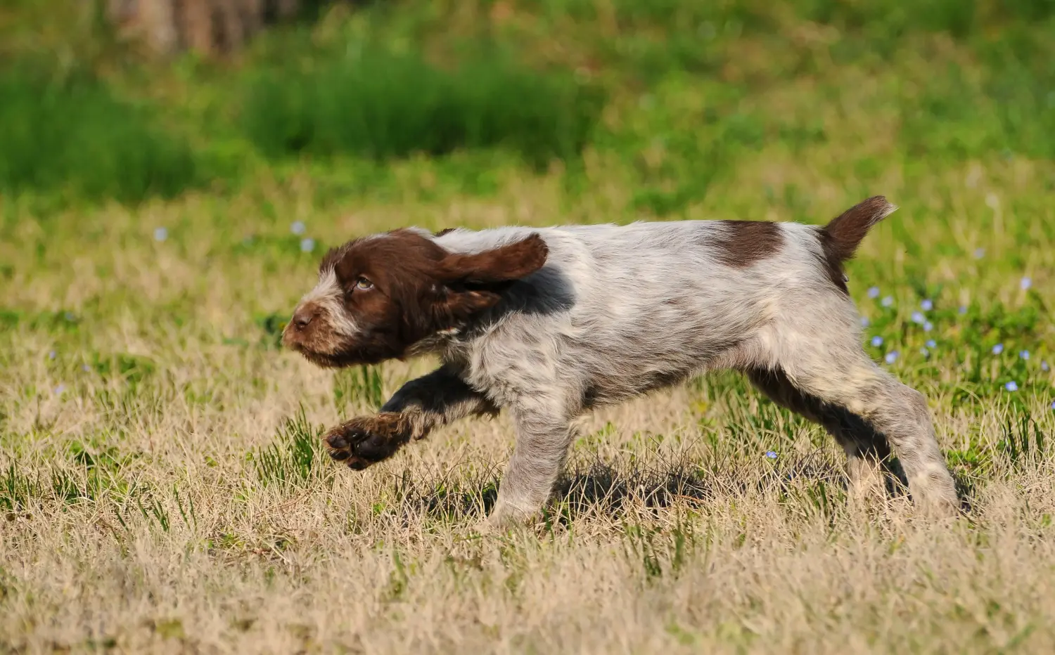 Buying a Spinone Italiano puppy means taking responsibility! Buy Spinone Italiano puppies.