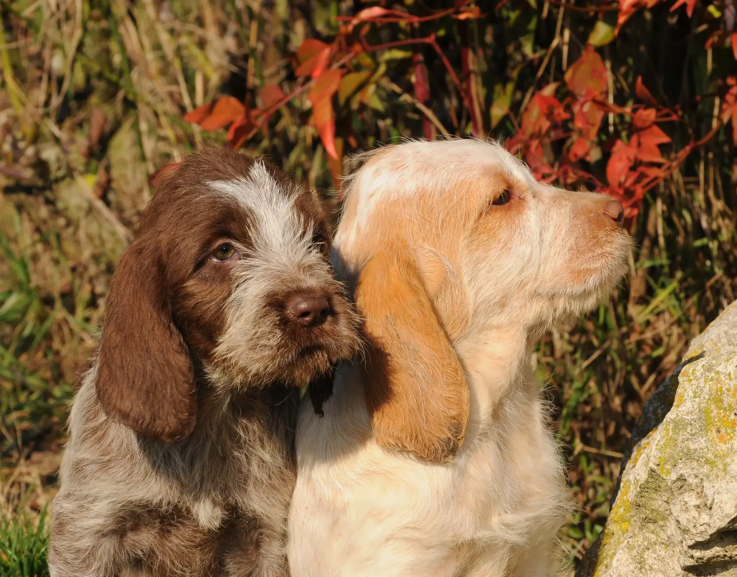 Buying a Spinone Italiano puppy means taking responsibility! Buy Spinone Italiano puppies.