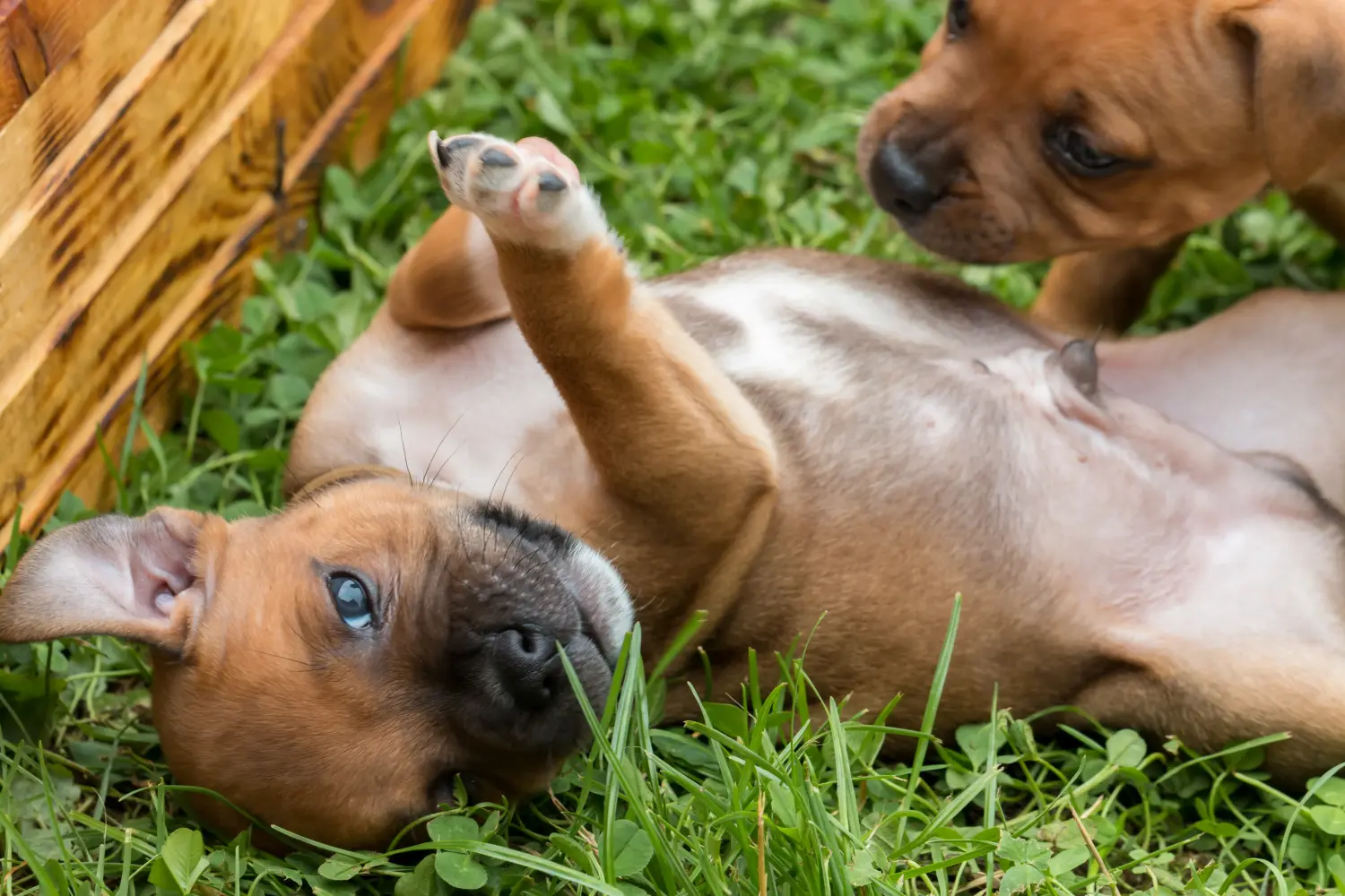 Buying a Staffordshire Bull Terrier puppy means taking responsibility! Buy Staffordshire Bull Terrier puppies.