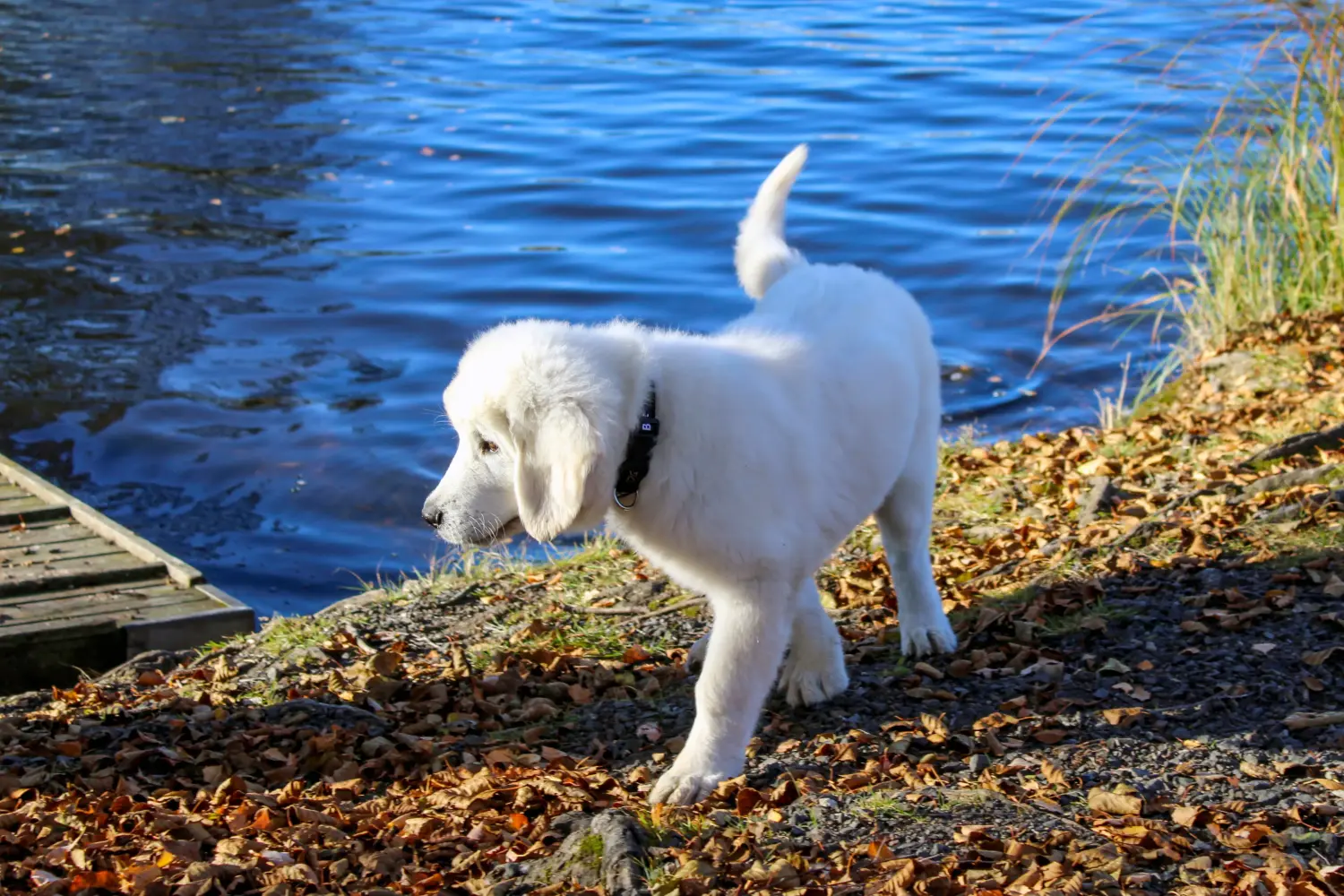 Buying a Tatra Sheepdog puppy means taking responsibility! Buy Tatra Sheepdog puppies.