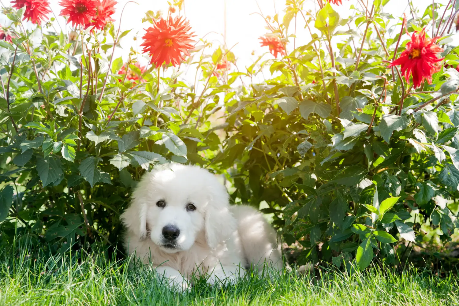 Buying a Tatra Sheepdog puppy means taking responsibility! Buy Tatra Sheepdog puppies.