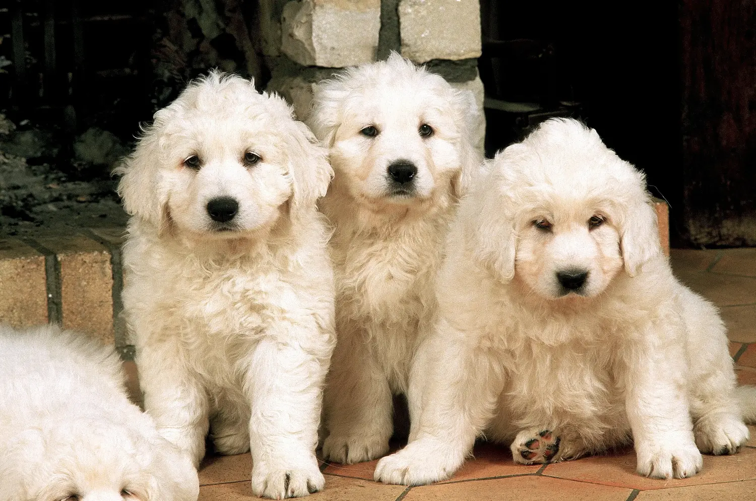 Buying a Tatra Sheepdog puppy means taking responsibility! Buy Tatra Sheepdog puppies.