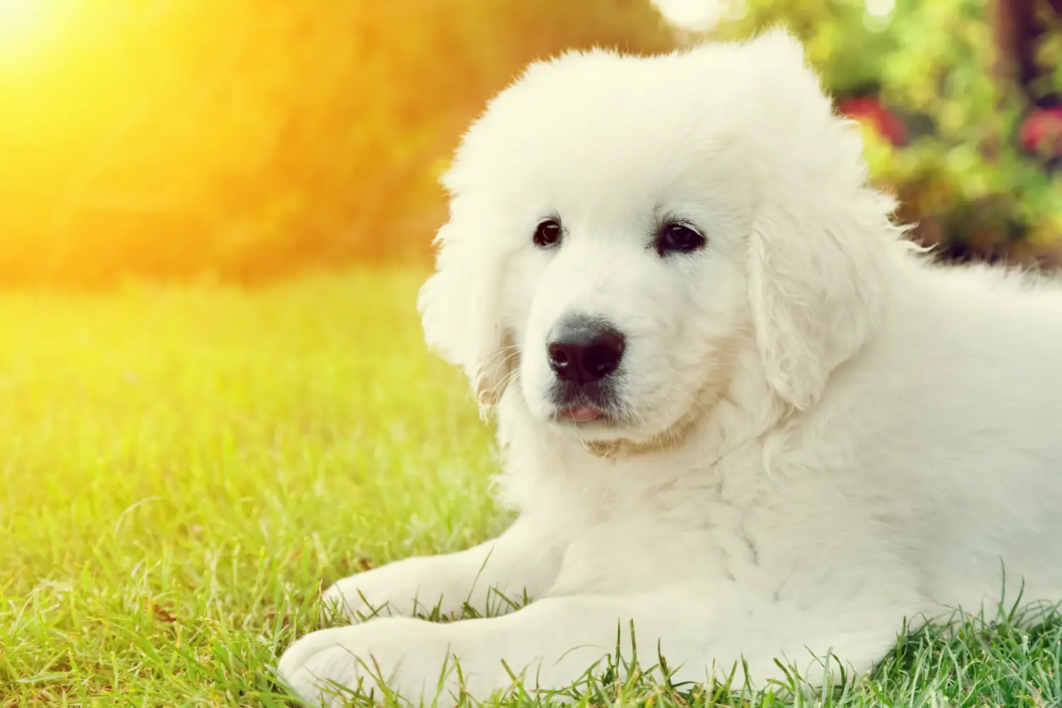 Buying a Tatra Sheepdog puppy means taking responsibility! Buy Tatra Sheepdog puppies.
