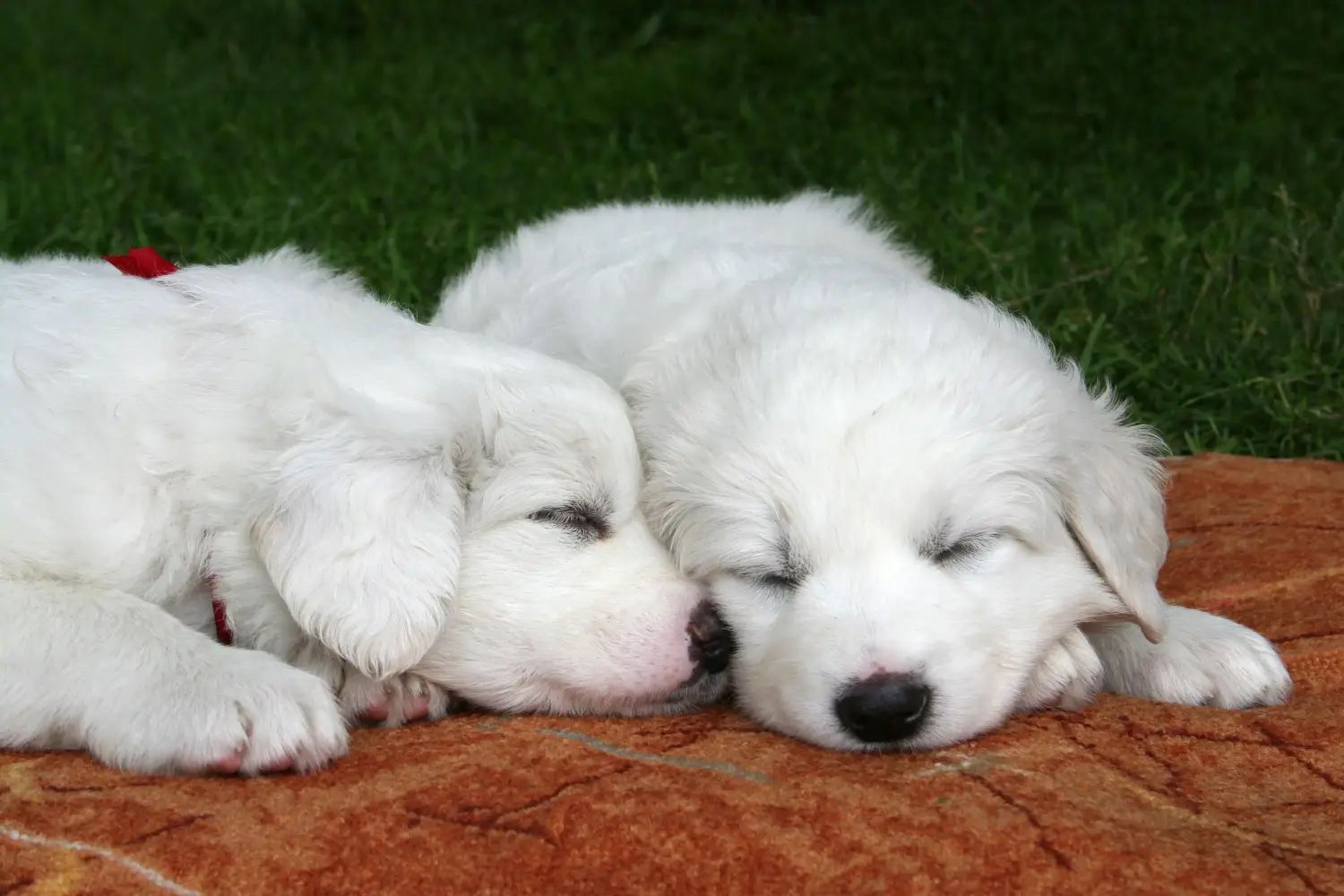 Buying a Tatra Sheepdog puppy means taking responsibility! Buy Tatra Sheepdog puppies.