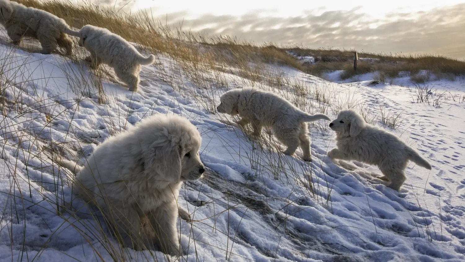 Buying a Tatra Sheepdog puppy means taking responsibility! Buy Tatra Sheepdog puppies.