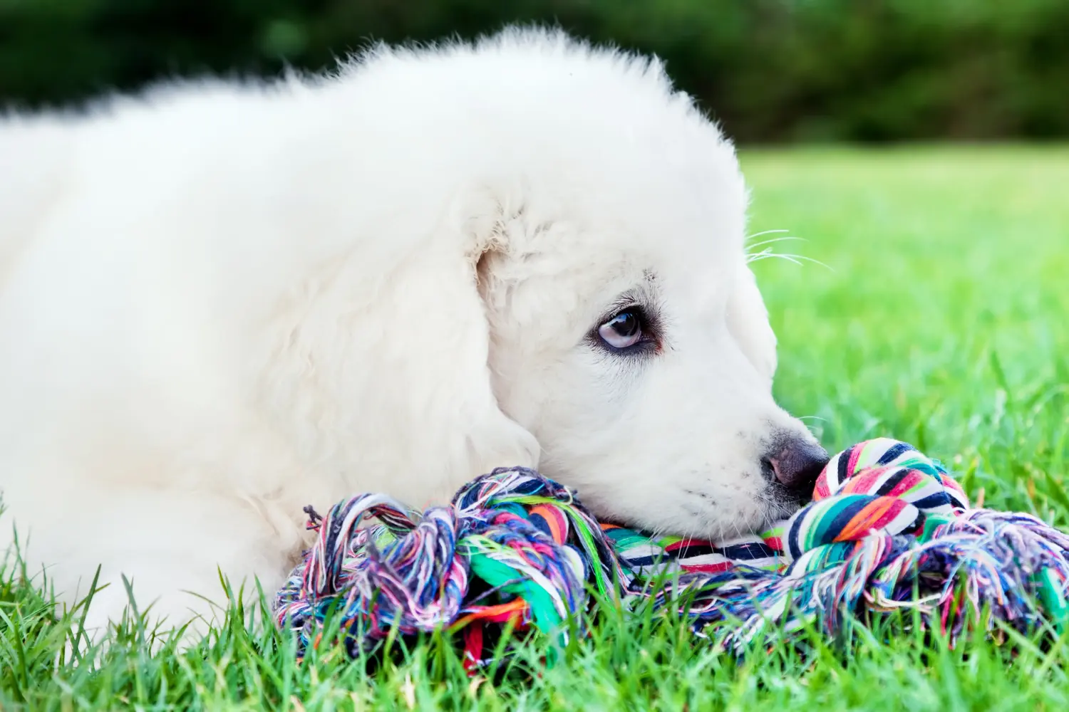 Buying a Tatra Sheepdog puppy means taking responsibility! Buy Tatra Sheepdog puppies.