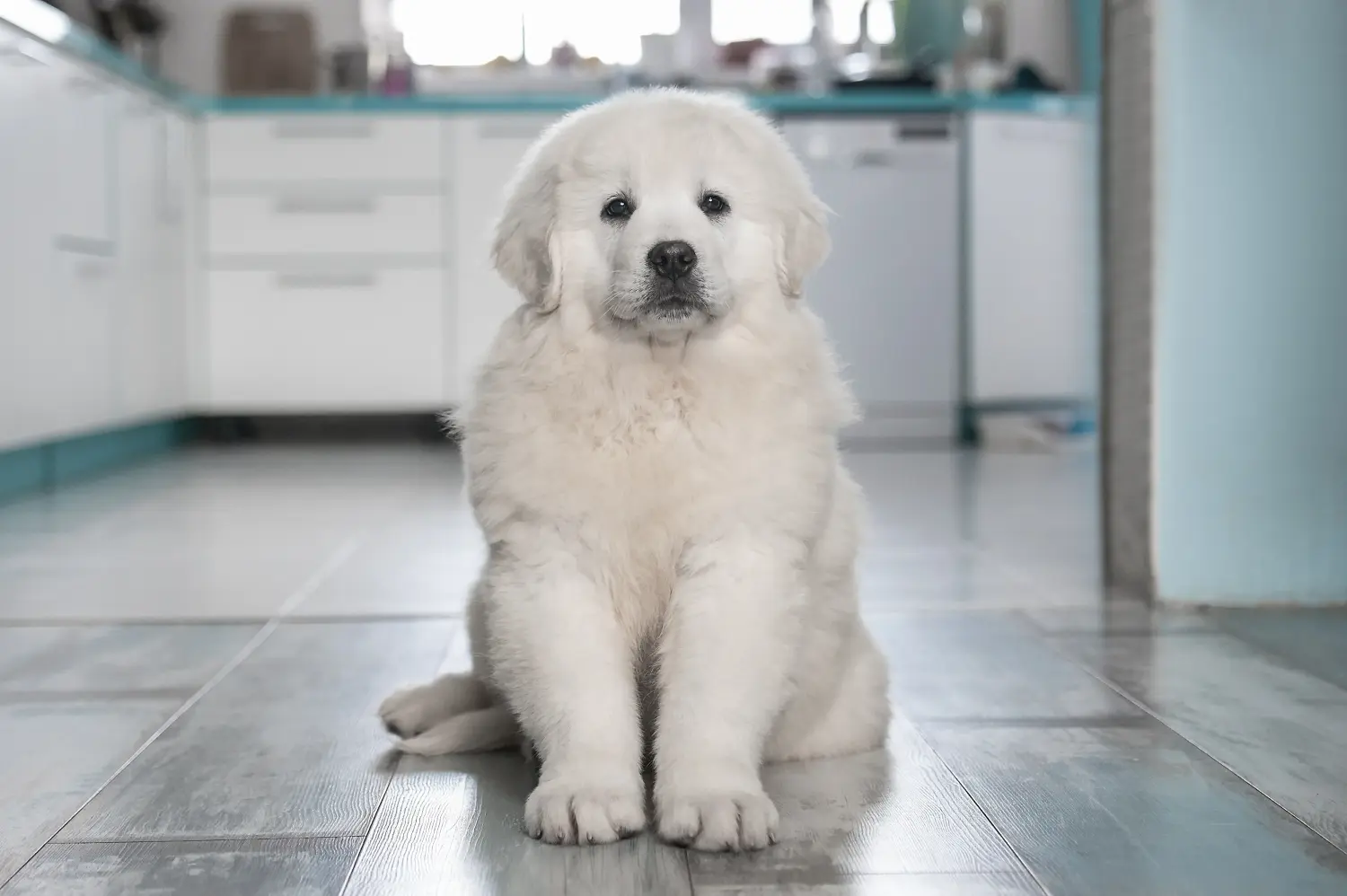 Buying a Tatra Sheepdog puppy means taking responsibility! Buy Tatra Sheepdog puppies.