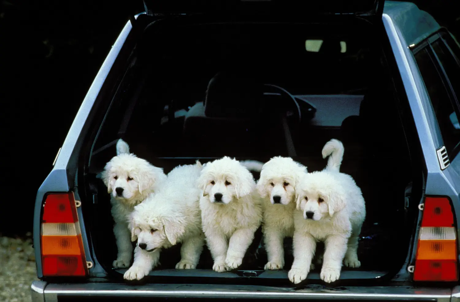 Buying a Tatra Sheepdog puppy means taking responsibility! Buy Tatra Sheepdog puppies.