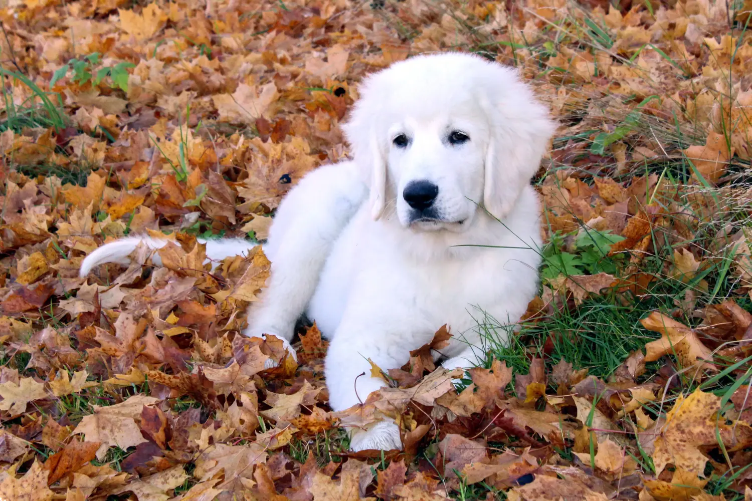 Buying a Tatra Sheepdog puppy means taking responsibility! Buy Tatra Sheepdog puppies.