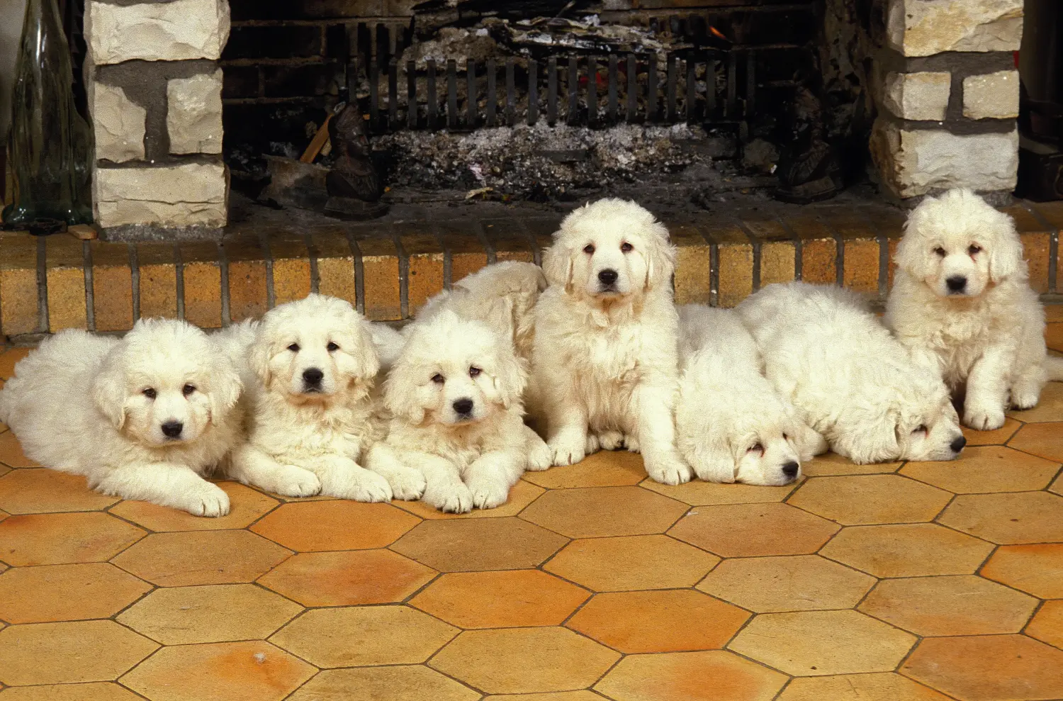 Buying a Tatra Sheepdog puppy means taking responsibility! Buy Tatra Sheepdog puppies.