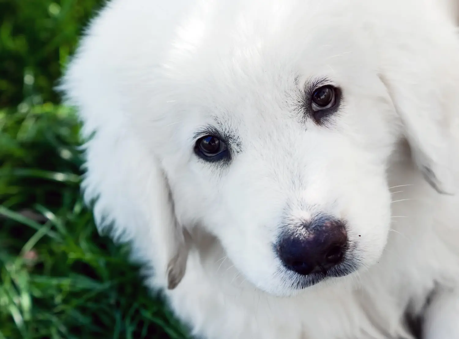 Buying a Tatra Sheepdog puppy means taking responsibility! Buy Tatra Sheepdog puppies.