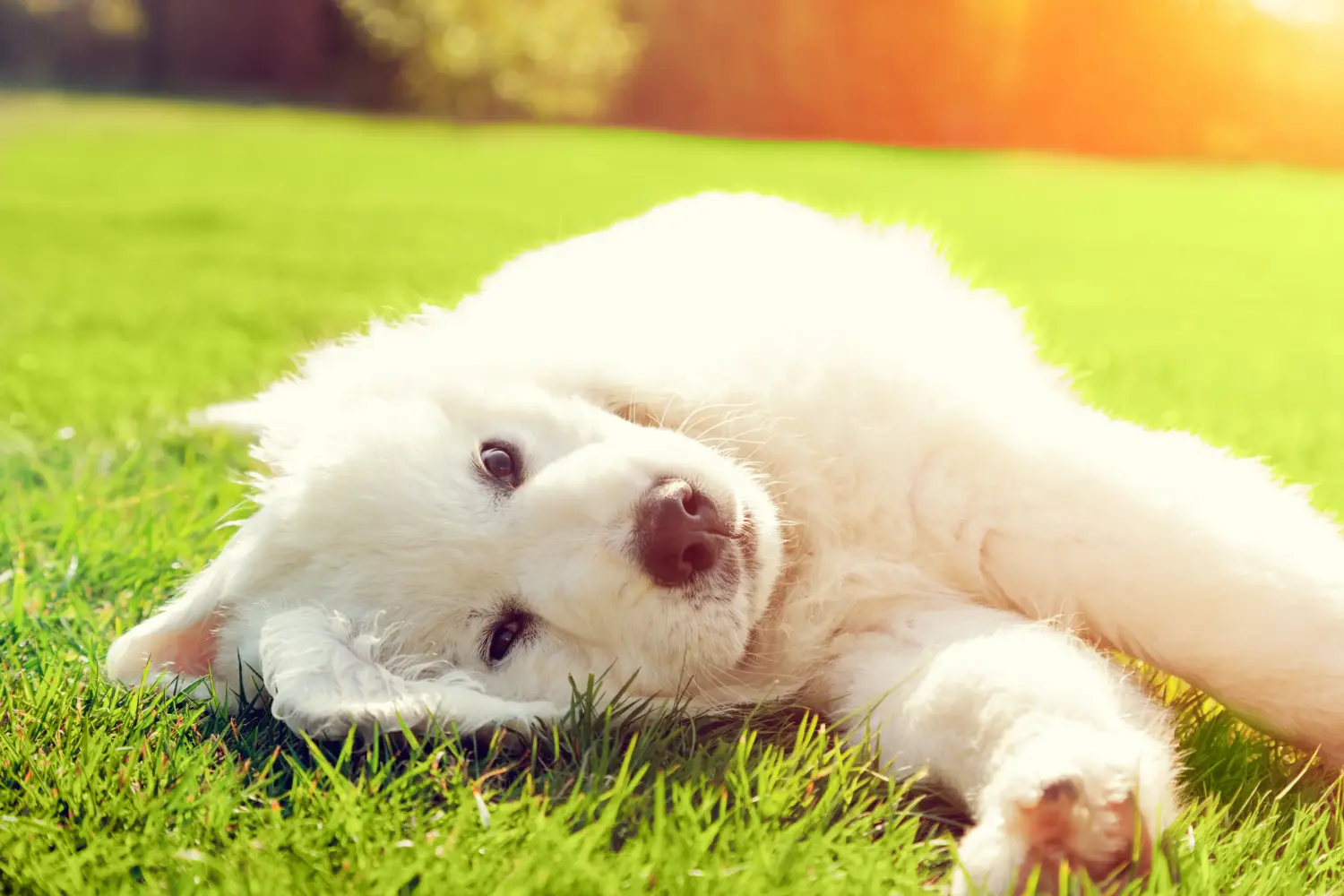 Buying a Tatra Sheepdog puppy means taking responsibility! Buy Tatra Sheepdog puppies.