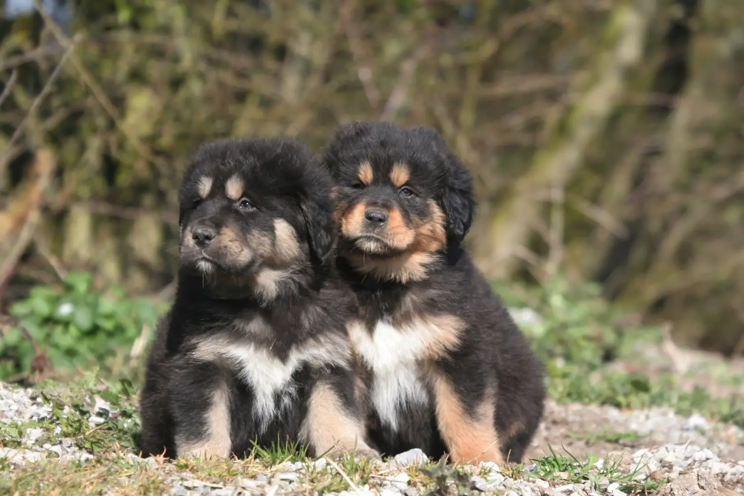 Buying a Tibetan Mastiff puppy means taking responsibility! Buy Tibetan Mastiff puppies.