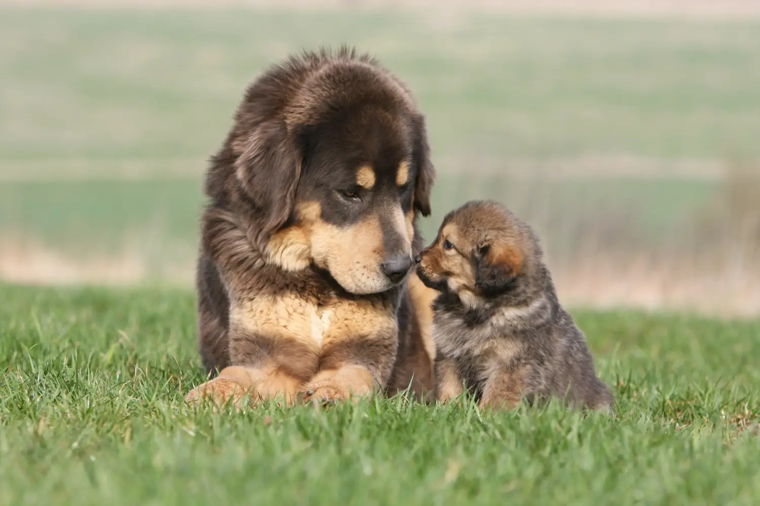 Buying a Tibetan Mastiff puppy means taking responsibility! Buy Tibetan Mastiff puppies.