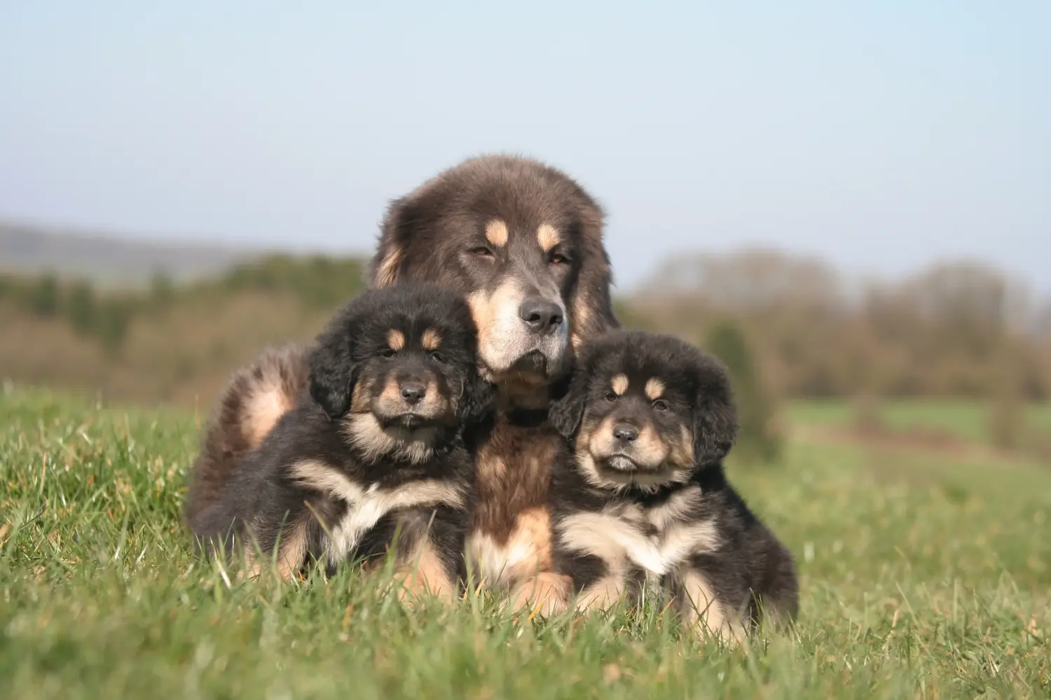 Buying a Tibetan Mastiff puppy means taking responsibility! Buy Tibetan Mastiff puppies.