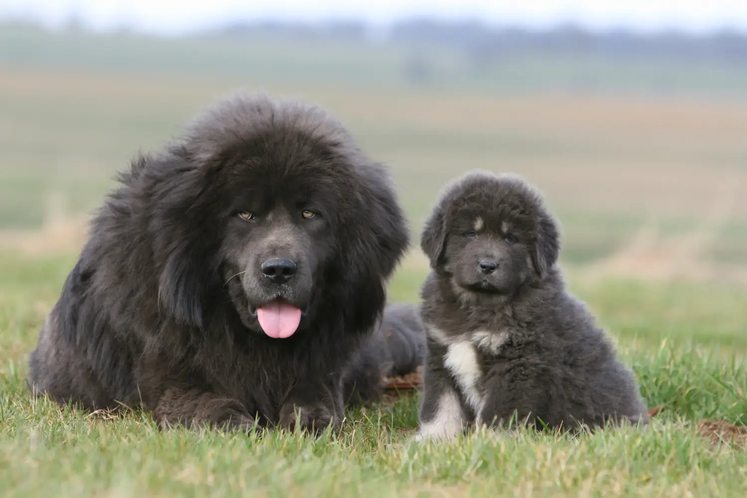 Buying a Tibetan Mastiff puppy means taking responsibility! Buy Tibetan Mastiff puppies.