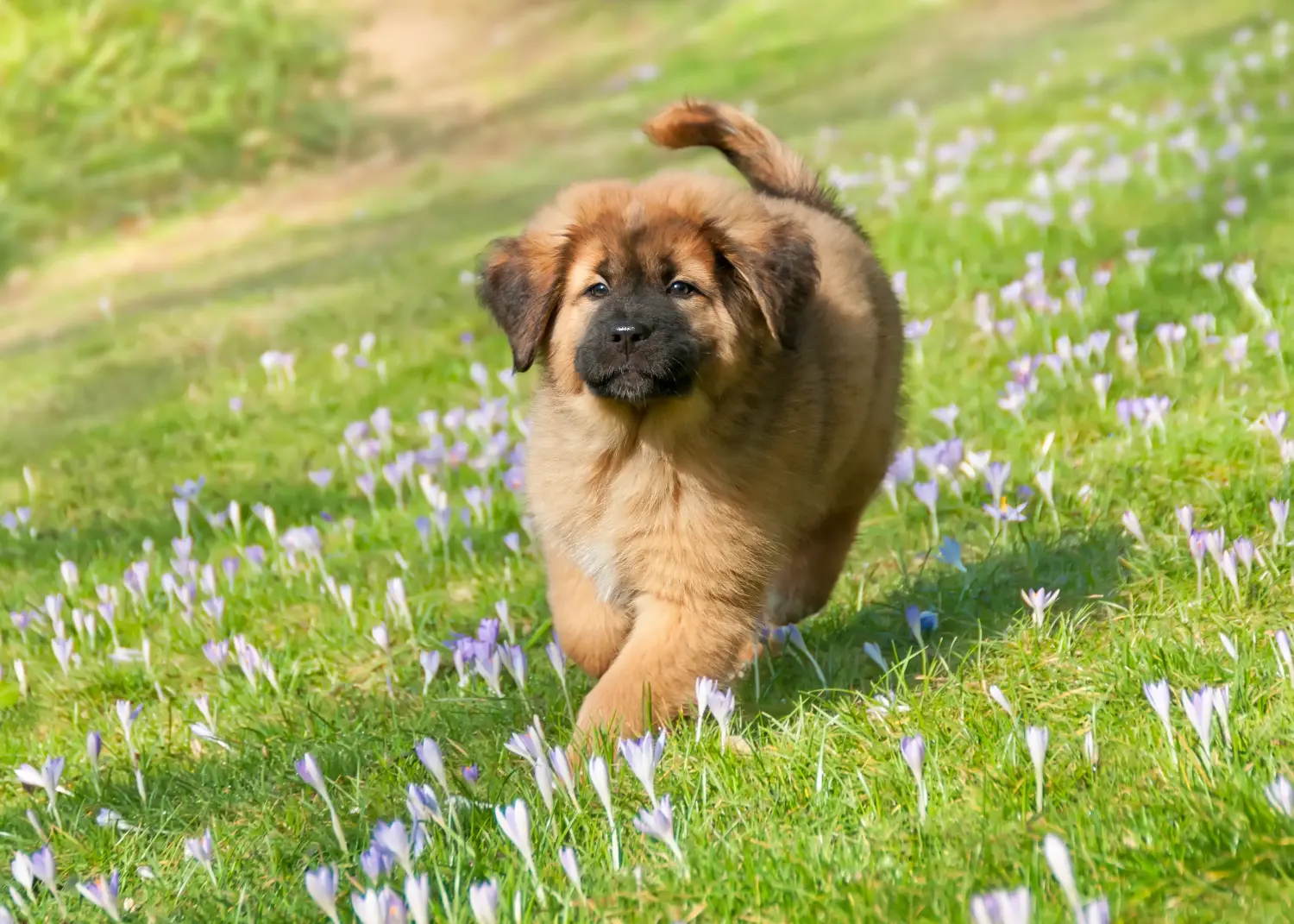 Buying a Tibetan Mastiff puppy means taking responsibility! Buy Tibetan Mastiff puppies.